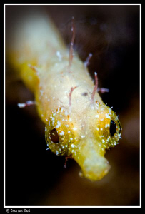 pipefish portrait by Dray Van Beeck 